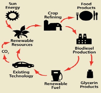 Biodisel Production